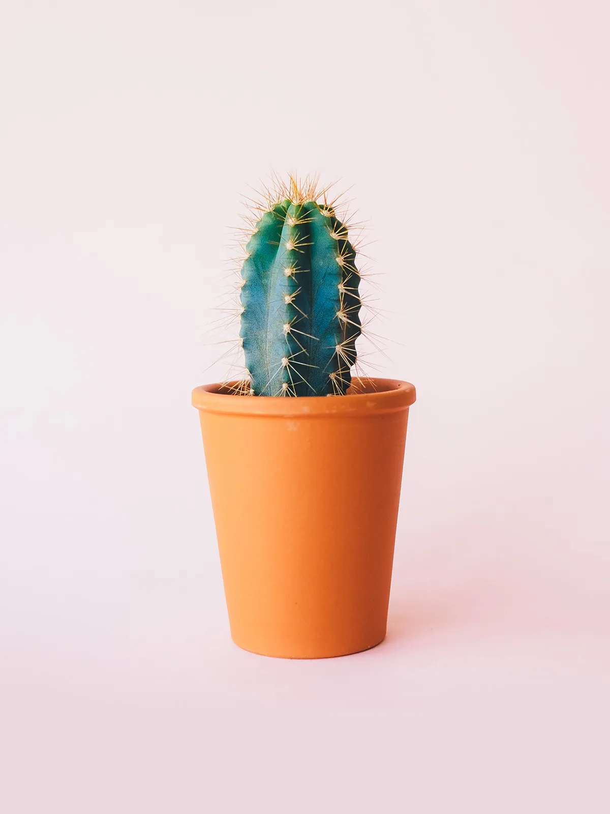 Just cactus