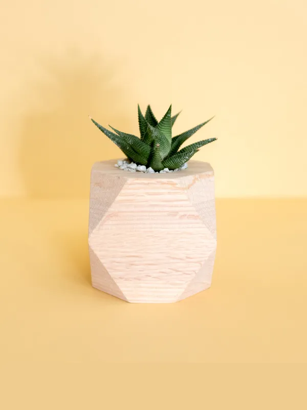 Product Desert flower Image